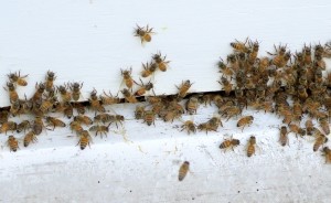 Honeybees swarm their hive at Bloomington Community Orchard. | Limestone Post