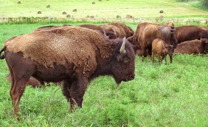 Red Frazier bison graze in the summer heat. Photo by Ron Eid