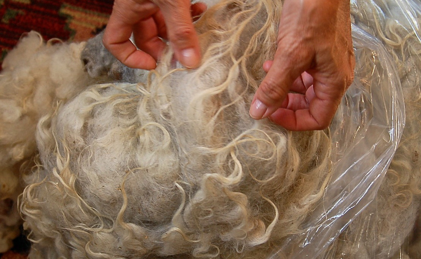 This unprocessed fleece has been soaked and skirted (the dirty parts removed) but still contains organic debris and long, scraggly top hairs. It will be among the fleeces Whitney sends off to be milled for her spring CSA shares. | Photo by Lindsay Welsch Sveen