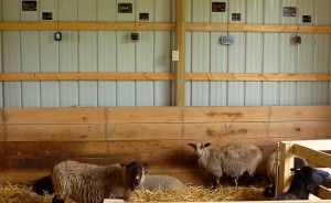 When not out in the pasture, Whitney and Kip’s ewes hang out in the sheep barn, beneath name cards that group the founding mothers — Hazel, Peanut, Cashew, and Piñon — with their fruit- and herb-named offspring. | Photo by Lindsay Welsch