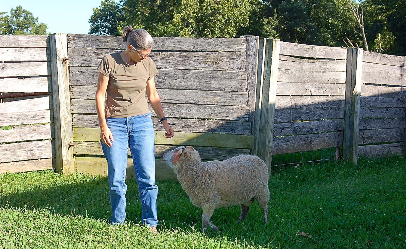 As she roams the property, Whitney is usually followed closely by a young ram, named Huckleberry (“Huck”). | Photo by Lindsay Welsch