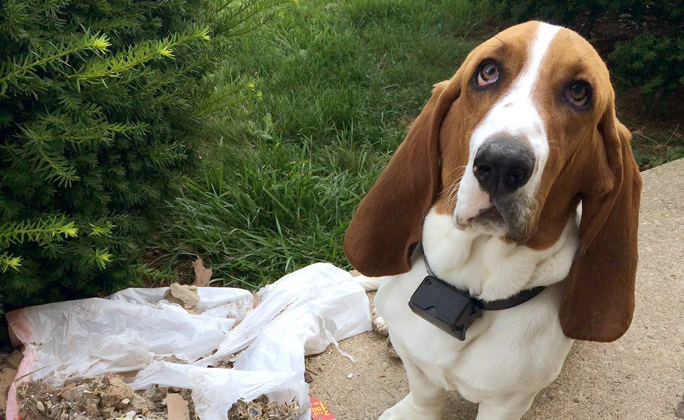This photo of Norman, a 2-year-old male Bassett Hound, was posted on the Lost and Found Pets Facebook group wall after he went missing on Bloomington's west side in late August. | Courtesy photo