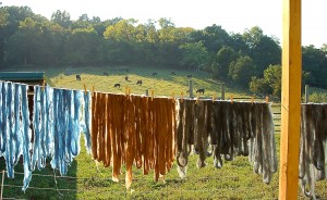 Plant-dyed wool dries on the sheep deck while the Marble Hill Farm cattle enjoy their evening graze. | Photo by Samuel Welsch Sveen