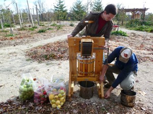 Roche recommends sampling some fresh-pressed apple cider at this year's Cider Fest. “You can come use the hand press,” she says. “There’s nothing like cider that you’ve pressed yourself.” | Photo courtesy of Bloomington Community Orchard