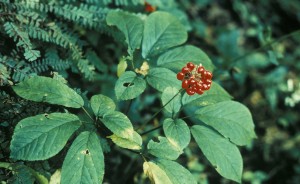 Ethical stewardship among diggers and careful monitoring by conservation officers have kept Indiana’s ginseng population relatively healthy. | Photo by Dan J. Pittillo, U.S. Fish and Wildlife Service, Division of Public Affairs
