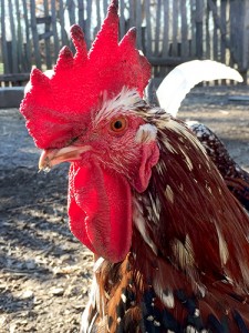 Our relationship with chickens is "an epic tale of success and survival." | Limestone Post