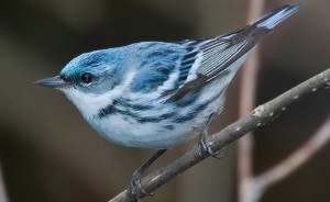If you are lucky, you may be able to spot the cerulean warbler, a small songbird on Indiana's "endangered" list. | Creative Commons, Mdf