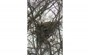 A bald eagle nesting a few miles east of Goose Pond, as photographed through a spotting scope. | Limestone Post