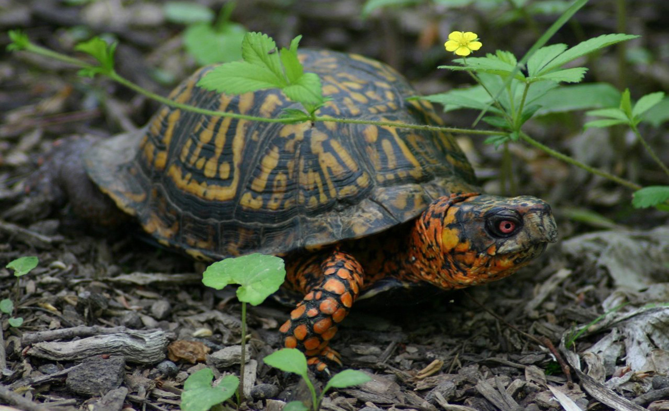 The Eastern box turtle is one of many Indiana species on the state's "special concern" list. | Creative Commons, Branlon