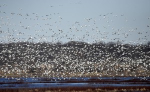 Snow geese also flock to the Goose Pond area by the thousands this time of year. | Photo by Martha Fox