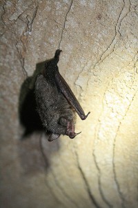 The Indiana bat, which is on both the Indiana and federal "endangered" lists, mostly lives in hardwood forests, crop fields, and grasslands. | Creative Commons, U.S. Fish and Wildlife Service Headquarters
