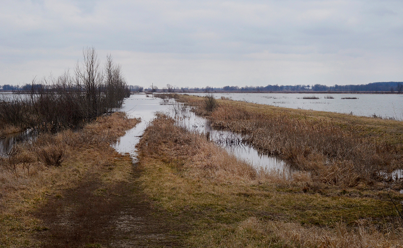 This former drainage ditch along the eastern edge of Goose Pond was originally used to make the surrounding farmland arable. The adjacent levee helped to reclaim the wetlands to its natural state and continues to help regulate water levels. | Photo by Lynae Sowinski