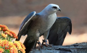The Mississippi kite is a bird of prey on Indiana's "special concern" list. | Creative Commons, DickDaniels