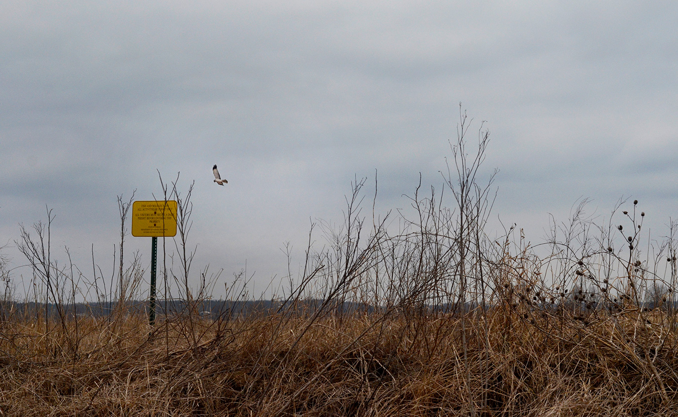 A male northern harrier hunts for prey above a field at Goose Pond. | Photo by Lynae Sowinski