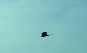 The sleek silhouette of a northern harrier. | Limestone Post
