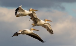 American white pelicans, with their distinctive long, yellow bills and large throat pouches, migrate through Indiana each year. | Photo by Andre Graindorge