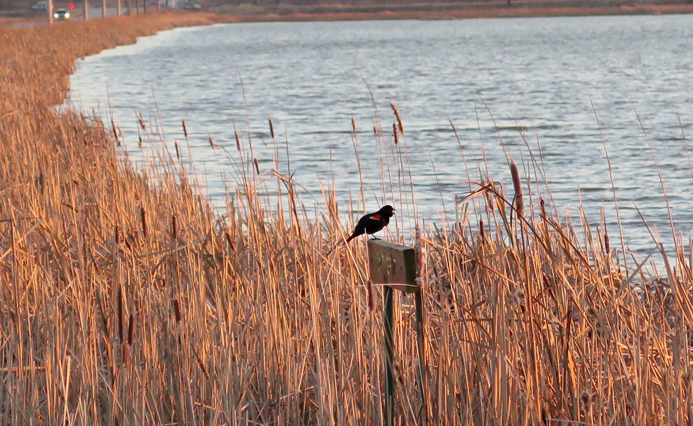 Red-winged blackbirds are one of the more familiar sights at Goose Pond, seen along roadsides, telephone wires, and especially the reedy edge of the pond itself. | Limestone Post