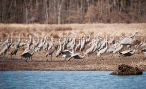 The stars of the 7th Annual Marsh Madness Sandhill Crane Festival at Goose Pond Fish and Wildlife Area in Greene County. Tens of thousands have already been spotted in the area. | Photo by Thomas Marriage