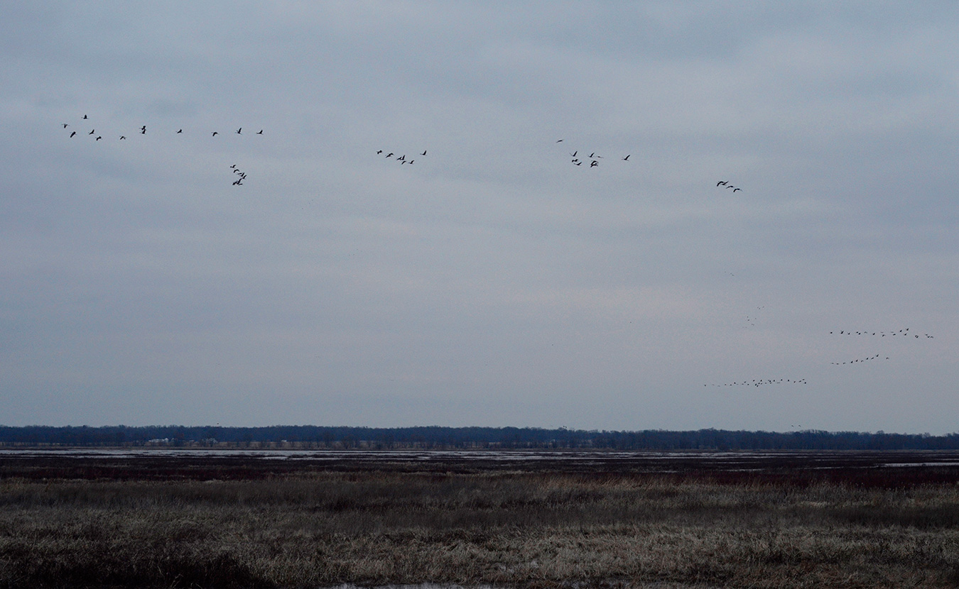 Nine or ten separate flocks of sandhill cranes, resembling airplanes in their final landing approach, fly toward Goose Pond at dusk, where they will rest for the night. | Photo by Lynae Sowinski