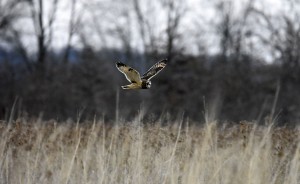 Short-eared owls can be spotted at dusk as they hunt for small rodents in the fields. The endangered bird can be difficult to recognize — look for their flat faces and listen for their “chatter.” | Photo by Martha Fox