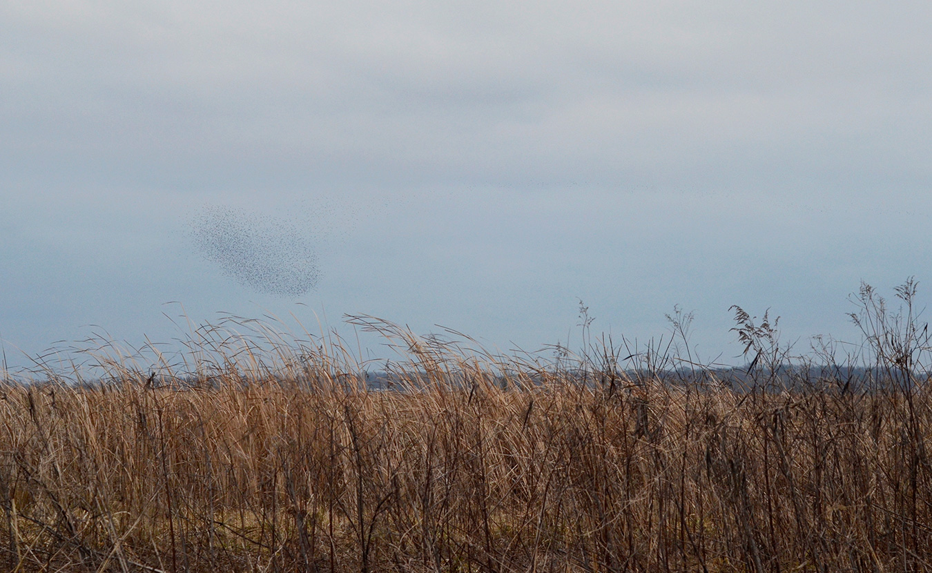 Grainger Hunt, a senior scientist at the Peregrine Fund, says murmurations are aerial spectacles “caused by a falcon near the edge of the flock,” as reported on allaboutbirds.org, the website of the Cornell Lab of Ornithology. | Photo by Lynae Sowinski