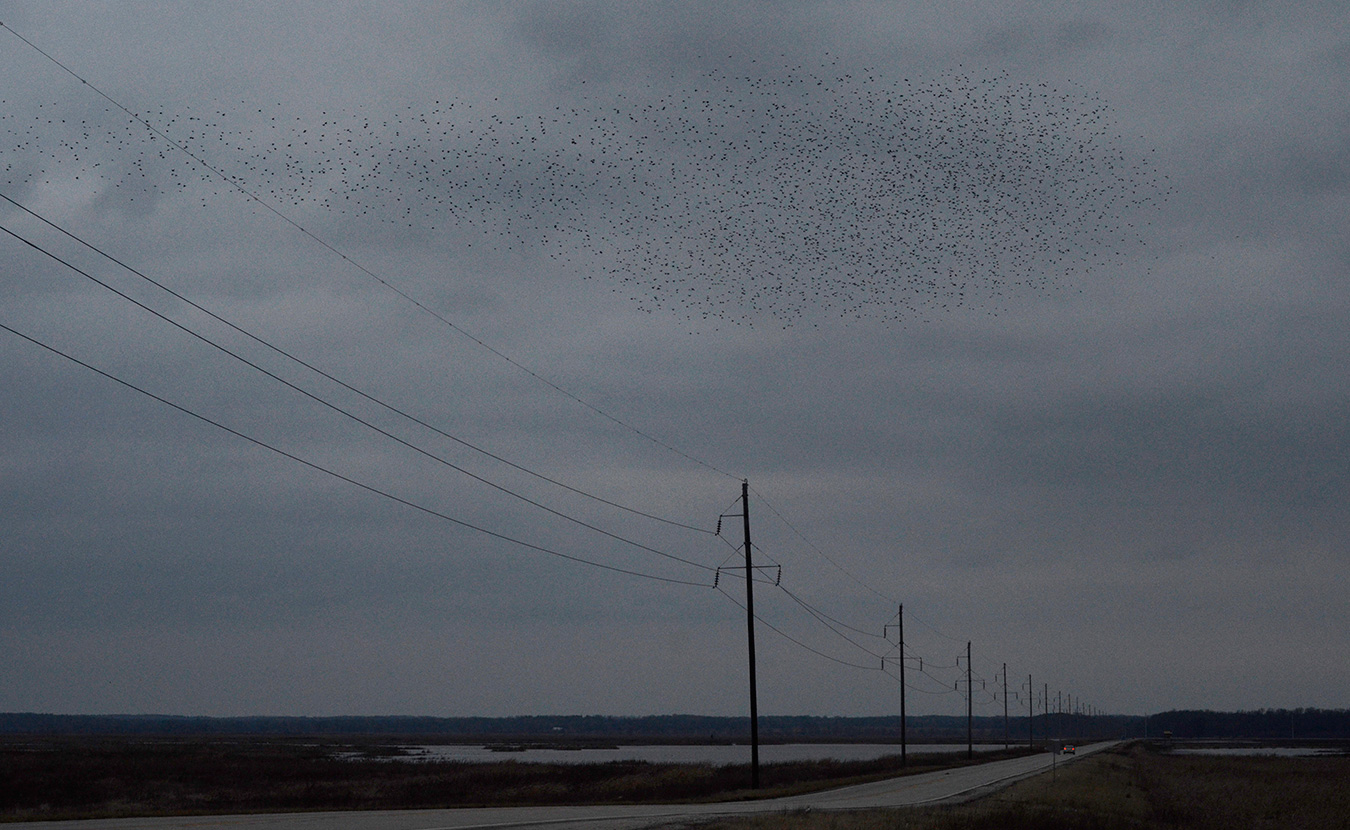 Flocks of starlings often create pulsing, swirling clouds called murmurations. This one formed above Indiana State Road 59, the main route that bisects Goose Pond. | Photo by Lynae Sowinski