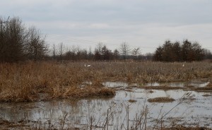 Whooping cranes were on the brink of extinction in the 1940s, and only about 600 are alive today. These three were spotted at Goose Pond in February. | Photo by Lynae Sowinski