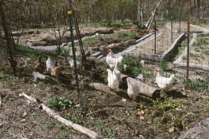 A nice example of permaculture, Willard built a double fence around his garden beds that functions as both a run for chickens and ducks and a compost area. | Photo by Natasha Komoda