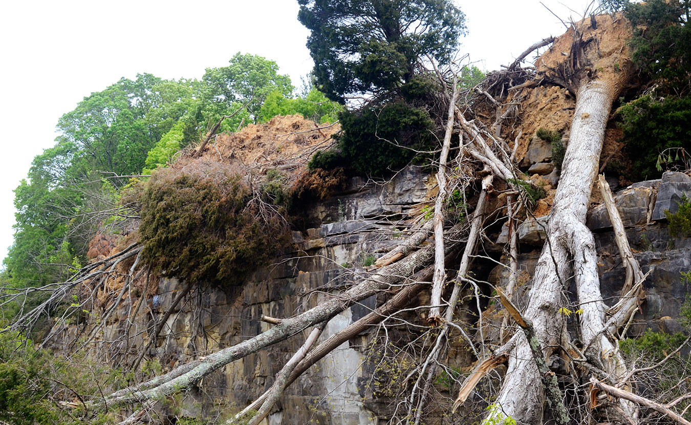 Trees and dirt hang off the edge of the 65-foot cliff, which Indiana Limestone Company hopes will deter jumpers. | Photo by Lynae Sowinski