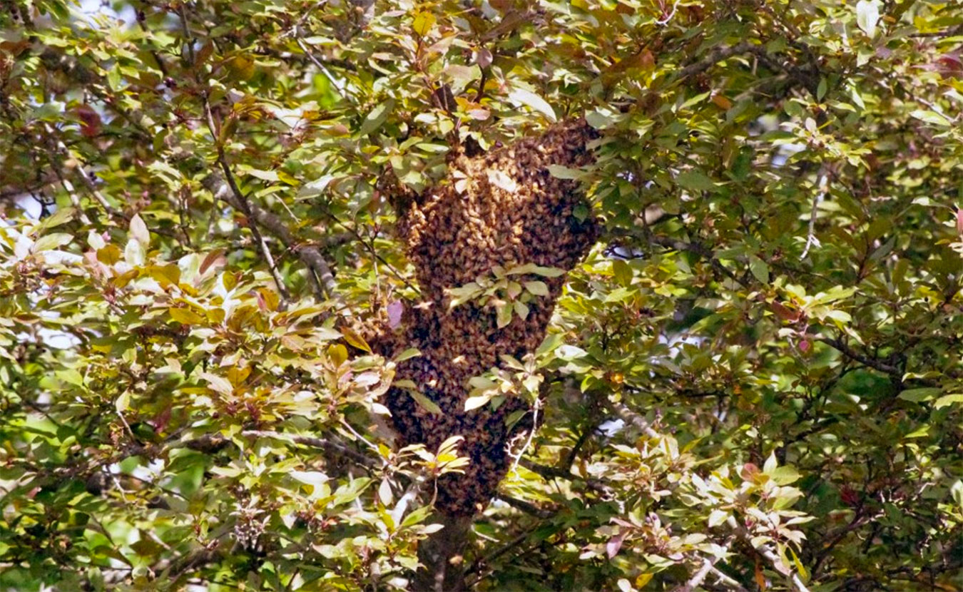 This swarm landed in a tree in Kara Krothe's backyard on a Wednesday evening in June 2016. Come Friday morning, the bees had flown off to try to find a more permanent home. | Photo courtesy of Kara Krothe and Earth Eats