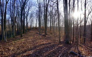 A sunny ridgeline along Flaherty's favorite section of the Tecumseh Trail in the southern section of Yellowwood State Forest. | Courtesy photo