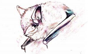 A tricolored bat is one of ten species of bats found in Indiana. Southern Indiana has some of the country’s largest roosting places for Indiana bats. But these Hoosier mammals face many threats to their survival. | Illustration by April McKay