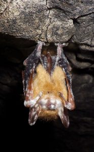 One major threat to bats is an invasive white fungus that thrives in cave environments and grows on the face and wing membranes of bats, causing White Nose Syndrome. | Photo by Price Sewell