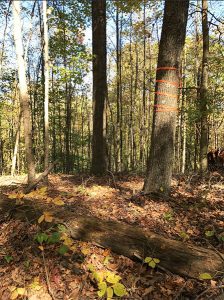 The orange tape on this tree on Bartley Ridge indicates the beginning of a new area to be logged. | Photo by Cathy Greene
