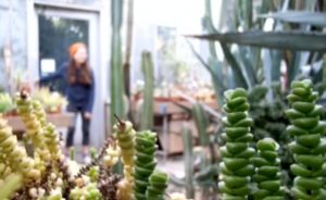 Rachel Bahr's Academy of Science and Entrepreneurship English 11 class created videos exploring their sense of place. A still from Lily Macneil Kitscher's video of the Jordan Greenhouse is pictured here. | Image by Lily Macneil Kitscher