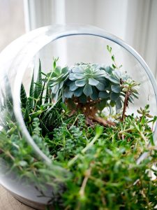 Plant Nite Indy is hosting a make your own terrarium party at Upland Brewing Company on January 14. | Photo by Jeff Sheldon, Unsplash