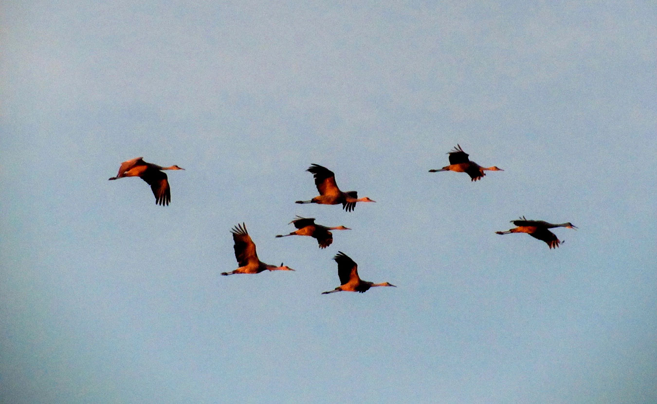 Every spring and fall, Indiana is at the heart of the eastern sandhill crane migration. Witness it once and you’ll mark their return on your calendar every year, writes LP contributor Jared Posey. | Photo by Katie Posey