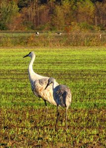Sandhill cranes stand about chest high to the average adult human. | Photo by Katie Posey
