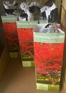 Burning bushes for sale at a local big box retailer. | Photo by Susan Brackney