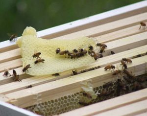 One week after introducing the colony to the hive, they had already made honeycomb. | Photo by Marla Bitzer