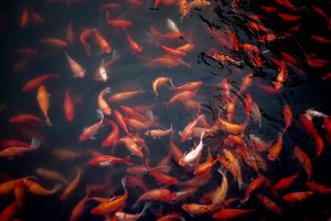 Ozark Fishieris in Martinsville, Indiana, supplies goldfish and koi to the hatchery industry. | Photo by Jeremy Cai