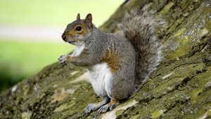 Marion County's Calvin Fletcher wrote in his diary that squirrels swarmed “in several places in almost countless numbers.” | Photo by Mikes Photos