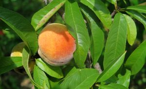 It's almost peach season at the BCO. But, as Megan Betz describes, all of a sudden, "the peaches are gone." | Limestone Post