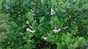 The orchard has more than 60 variety of edible or fruiting trees, bushes, and flowers, such as these blueberries. | Limestone Post