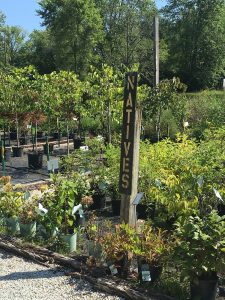 Bloomington Valley Nursery offers a variety of native plants, including dogwood and redbud trees and chokeberry and winterberry bushes.
