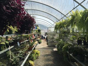 Explore the nursery’s walking paths and greenhouses become acquainted with the variety of plants — with an array of indoor and outdoor flora, there is something for every living space.