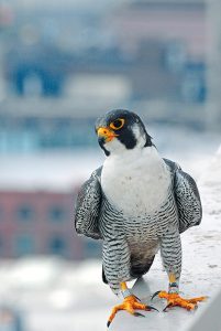 Peregrine Falcons in America have soared back from the brink of extinction since the 1960s, even in Indiana. Just as humans caused their decline, “it was also dedicated humans who brought these birds back,” writes Jared Posey. This “standout conservation success story” is unusual because peregrines “may be benefiting from an increasingly urban landscape," such as Kinney, pictured here in Indianapolis. | Photo courtesy of Indiana Department of Natural Resources