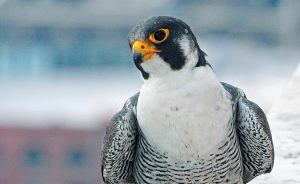 Peregrine Falcons in America have soared back from the brink of extinction since the 1960s, even in Indiana. Just as humans caused their decline, “it was also dedicated humans who brought these birds back,” writes Jared Posey. This “standout conservation success story” is unusual because peregrines “may be benefiting from an increasingly urban landscape," such as Kinney, pictured here in Indianapolis. | Photo courtesy of Indiana Department of Natural Resources
