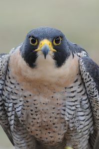 While peregrine falcons do very well in urban settings, some still live in nature, such as this one at Hardy Lake, near Scottsburg in southeastern Indiana. | Photo courtesy of Indiana Department of Natural Resources