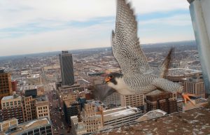 Kinney flies from is nest box in Indianapolis. | Photo courtesy of Indiana Department of Natural Resources